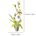The fragrans 430PCS