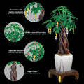 The Money Tree 905PCS