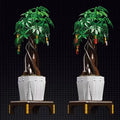 The Money Tree 905PCS